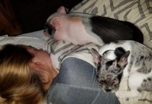 Mulher divide a cama com o namorado, o cachorro e o porco de estimação que se chama Pickles