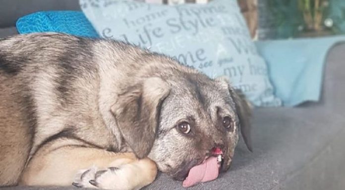 Cão de rua que perdeu o nariz após ser atropelado por trem encontra um lar amoroso