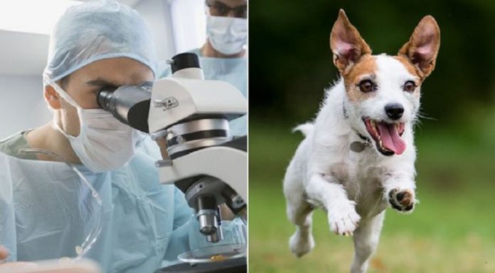 Cientistas desenvolvem uma maneira mais precisa de calcular a idade do seu cão