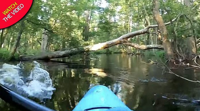 Kayaker filma momento em que jacaré o lança na água durante uma fuga incrível