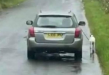 A polícia está a procura de dono de animal que fez o cachorro correr ao lado do carro