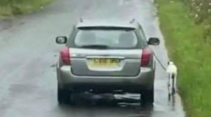 A polícia está a procura de dono de animal que fez o cachorro correr ao lado do carro