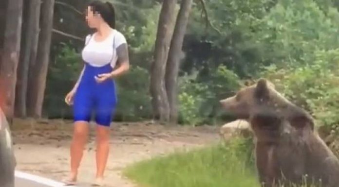 Urso se aperta na mulher tentando tirar uma foto ao lado
