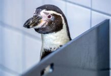 Os pinguins podem tirar cocô dos reto a cerca de 1,2 metro de distância, segundo um novo estudo