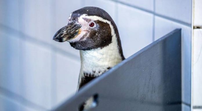 Os pinguins podem tirar cocô dos reto a cerca de 1,2 metro de distância, segundo um novo estudo