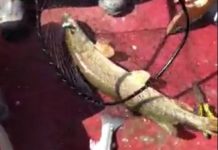 Vídeo mostra pescador captura dois peixes na mesma linha