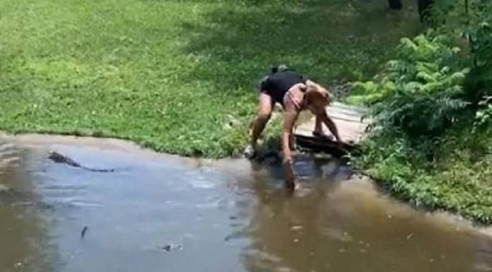 Momento mãe sobe no poço de jacaré com o filho para recuperar sua carteira