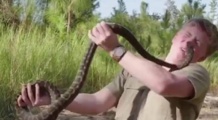 Robert Irwin compartilha imagens de si mesmo sendo atacado por cobra