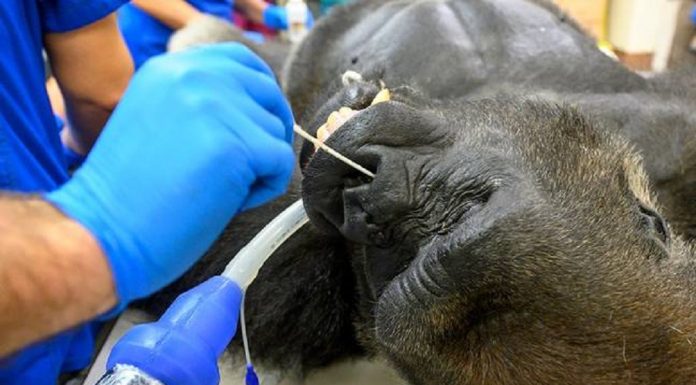 Enorme gorila passa por teste de coronavírus após briga com seu irmão mais novo
