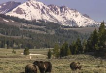 Ursos pardos de Yellowstone agora estão a salvo de caçadores de troféus após tribunal anular Trump