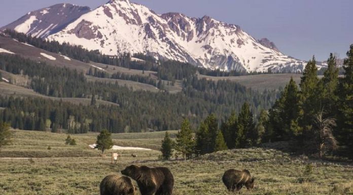 Ursos pardos de Yellowstone agora estão a salvo de caçadores de troféus após tribunal anular Trump