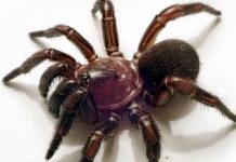 Novo grupo de aranhas de alçapão descoberto na Austrália, especialistas em camuflagem