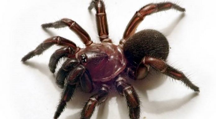 Novo grupo de aranhas de alçapão descoberto na Austrália, especialistas em camuflagem