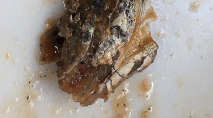 Mãe chocada ao encontrar a cabeça um lagarto em seu molho vegano