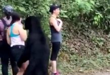 Mulher tira selfie durante encontro íntimo com um urso preto no México