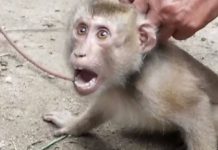 Investigação revela macacos acorrentados e obrigados a coletar cocos