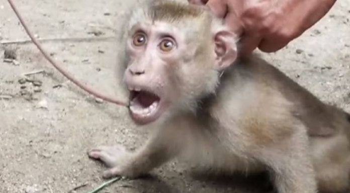 Investigação revela macacos acorrentados e obrigados a coletar cocos