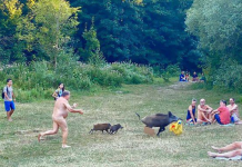 Banhista nu persegue javali pelo parque depois que ele rouba sua bolsa de laptop