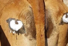 Cientistas afirmam que pintar o traseiro das vacas é a forma mais eficaz de assustar os predadores