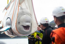 Confira o primeiro mergulho de baleias belugas no oceano após viverem toda a vida no aquário