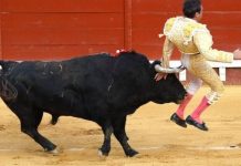 Matador fica furioso durante uma das primeiras touradas espanholas