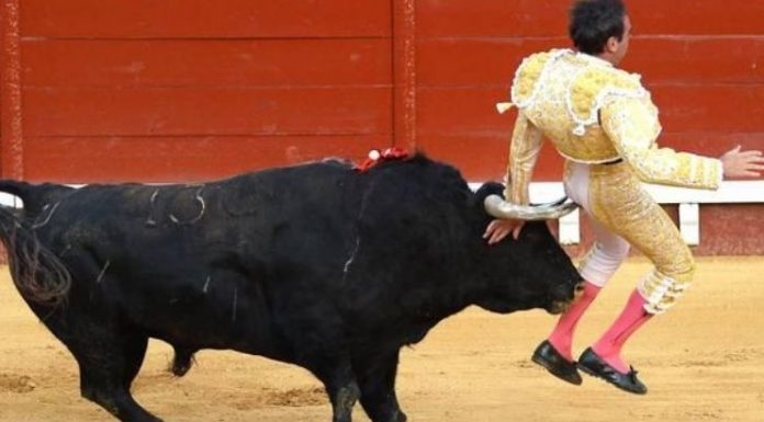 Matador fica furioso durante uma das primeiras touradas espanholas