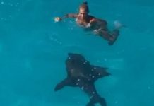 Mulher mergulha do escorregador de um iate no mar e avista tubarão bem ao lado dela