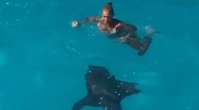 Mulher mergulha do escorregador de um iate no mar e avista tubarão bem ao lado dela
