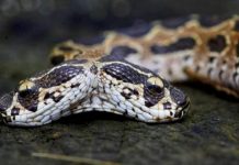Cobra de duas cabeças rara e mortal encontrada na Índia