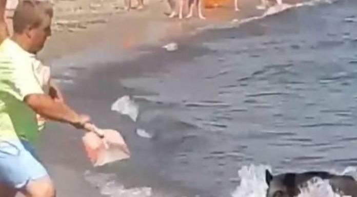 Javali nada para a praia e assusta os banhistas