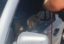Homem que salvou um cachorro preso em um carro sufocante diz que o animal de estimação 'sem vida' estava a 'minutos da morte'