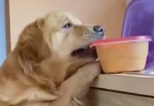 Cachorro se arrepende de pegar comida depois de ser pego pelo dono