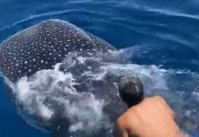 Homem pula nas costas do tubarão-baleia e cavalga enquanto segura a barbatana