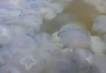 Canoeiros lutam para remar em águas cheias de águas-vivas