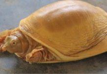 Tartaruga rara nascida com casca dourada é adorada como um Deus