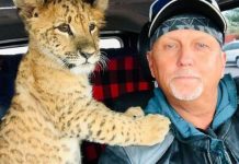 O zoológico Tiger King fecha permanentemente quando o proprietário Jeff Lowe perde sua licença
