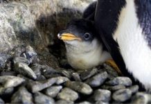 Casal de pinguins do mesmo sexo torna-se pais depois de chocar o ovo doado