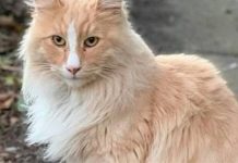 Gato chamado Mittens está na corrida para se tornar o neozelandês do ano