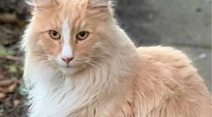 Gato chamado Mittens está na corrida para se tornar o neozelandês do ano