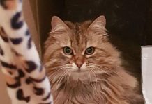 O gato sorrateiro volta para casa com uma nota hilariante de 'Toby Carvery' pendurada no pescoço