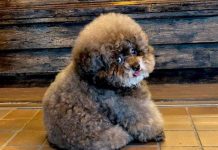 Cão adorável deixa as pessoas perplexas, pois o rosto parece tão humano que não parece real