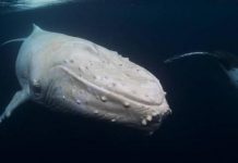 Fotógrafo captura imagens incríveis de todas as baleias-jubarte brancas
