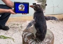 Penguin levanta seu ânimo com episódios de Pingu
