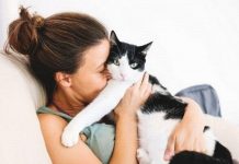 Coronavírus: medicamento para gatos 'pode proteger humanos da Covid-19', afirmam os cientistas