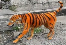 Cão de rua pintado para parecer um tigre deixando o grupo de direitos dos animais horrorizado