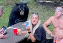 Urso selvagem participa de piquenique com família que compartilha sanduíches e esconde a cerveja