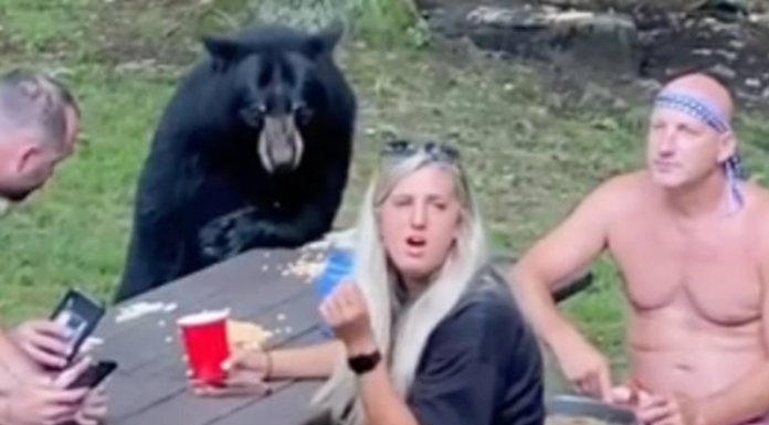 Urso selvagem participa de piquenique com família que compartilha sanduíches e esconde a cerveja