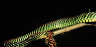 Cobra voadora