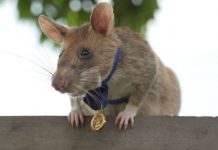 Rato ganha o prêmio de bravura por farejar minas terrestres mortais