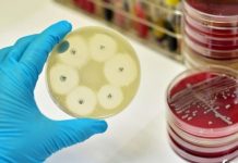 Nossas bactérias intestinais podem nos guiar para a cura de doenças importantes